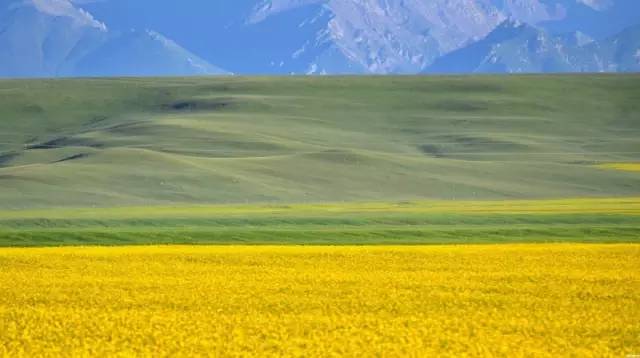 甘肃张掖军马场旅游 (张掖最好的军马场)