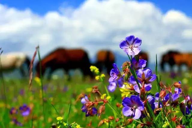 甘肃张掖军马场旅游 (张掖最好的军马场)