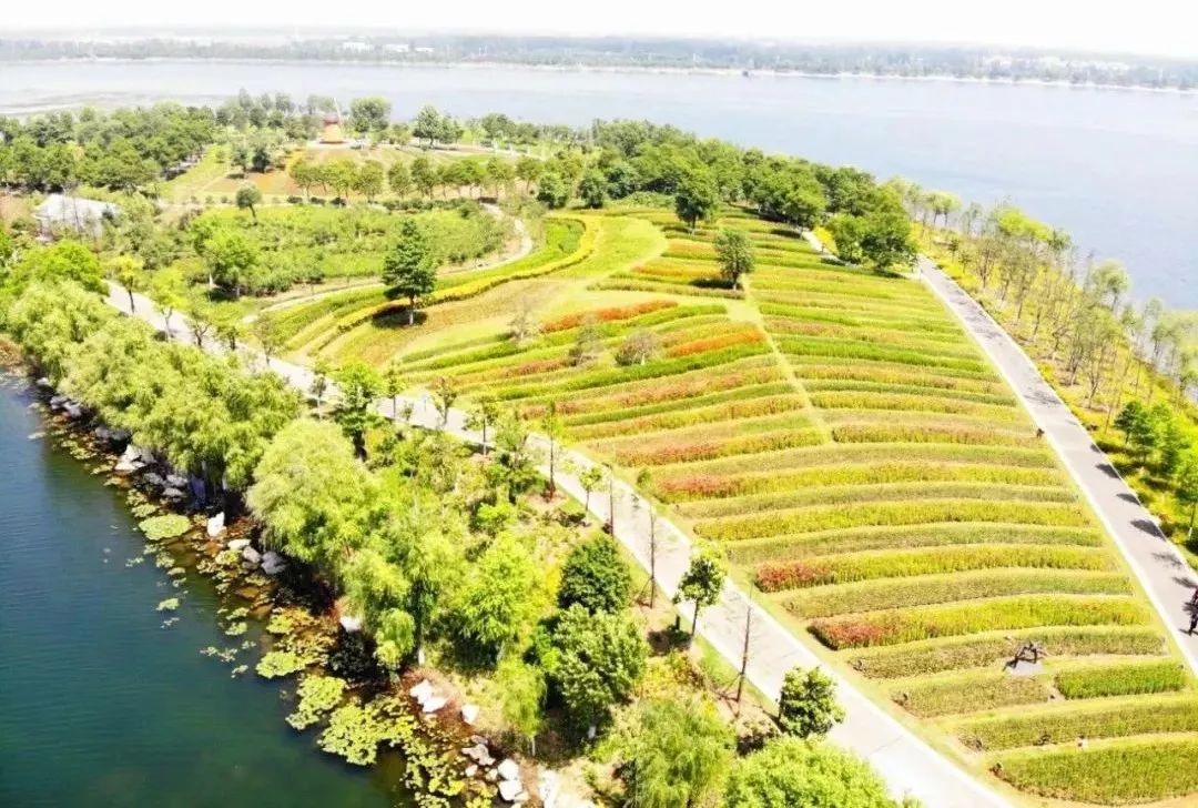 来赏花郁金香花展已开启,春日踏青花博会