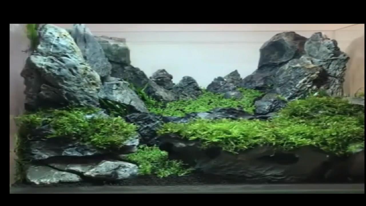 40*40原生莫斯草缸造景作品,鱼缸造景效果图草缸怎么才能通透