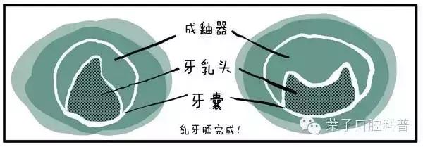 儿童治疗牙齿科普动画,孩子牙齿成长全过程