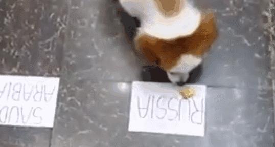 谁说伪球迷预测不了真胜利？是时候让你的猫狗拉你一把！