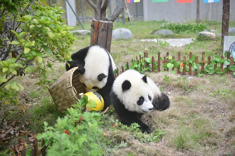 熊猫宝宝萌哭,萌宝宝们的足球友谊赛开始啦