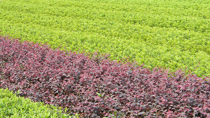 小苗圃打造,小苗圃经营方案