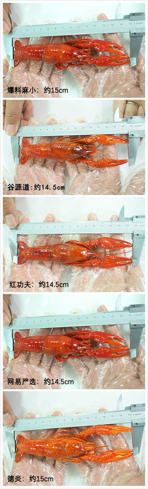 网红小龙虾检测合格率,小龙虾试吃完整版