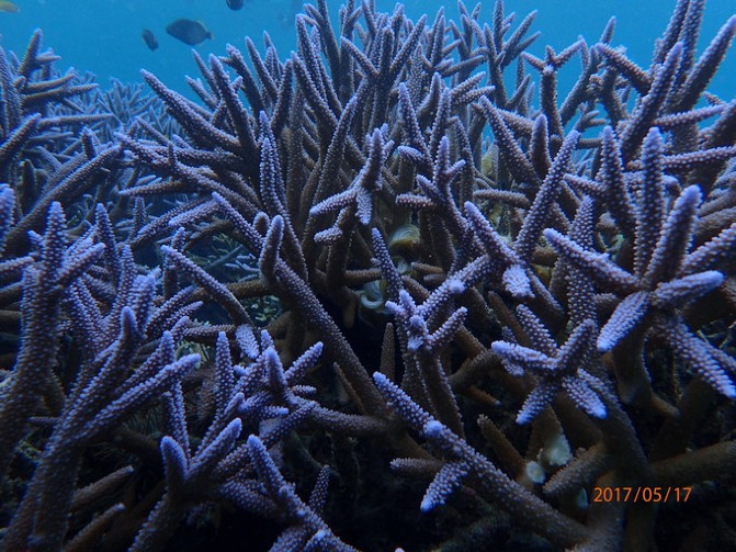 帕劳海底之旅,帕劳的海底