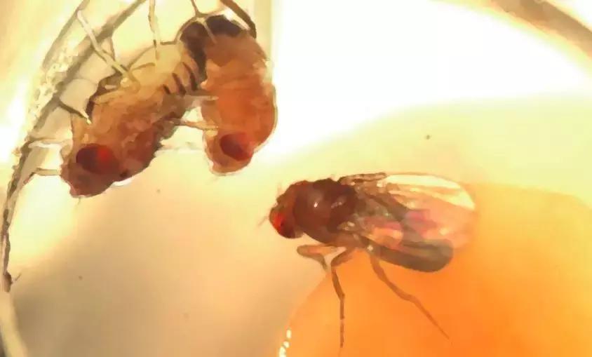 光照就会性高潮！最新研究：奖励机制让果蝇深陷“*灯区红**”