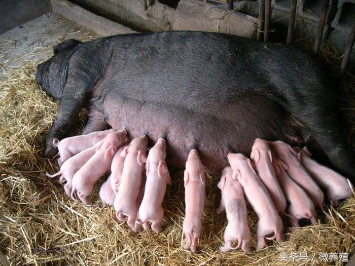 妊娠母猪的饲养管理要点有哪些,怀孕母猪后期饲养管理