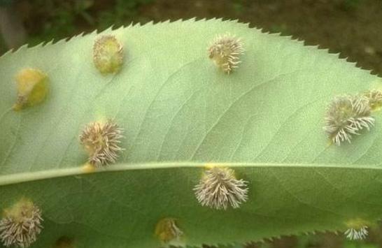 梨锈病怎么治才能除根,梨树羊胡子病用什么药