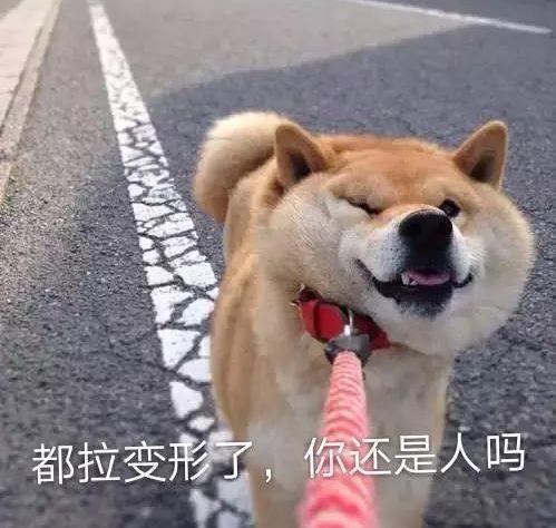 法牛刚到新家,法牛害怕主人没跟上自己