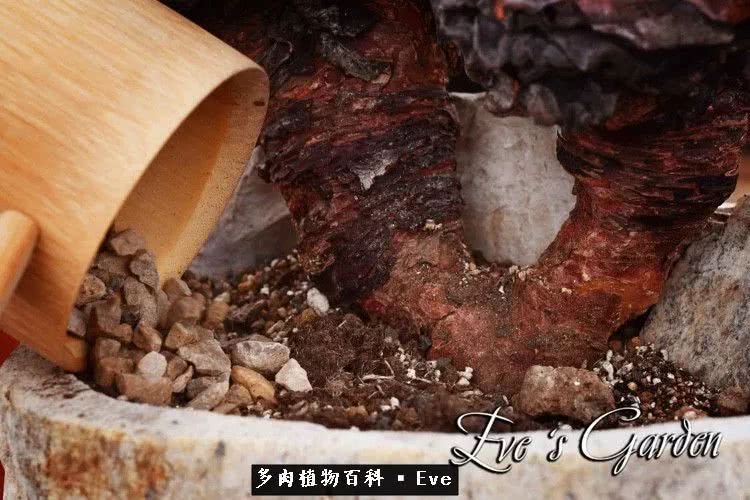 仙女杯多肉夏天大量消耗叶片,多肉植物拇指仙女杯