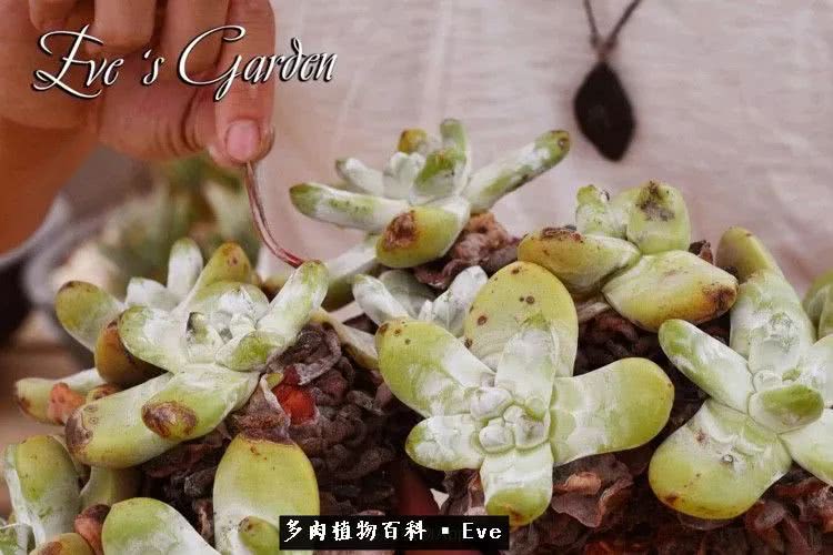 仙女杯多肉植物,拇指仙女杯也叫帕奇飞图吗