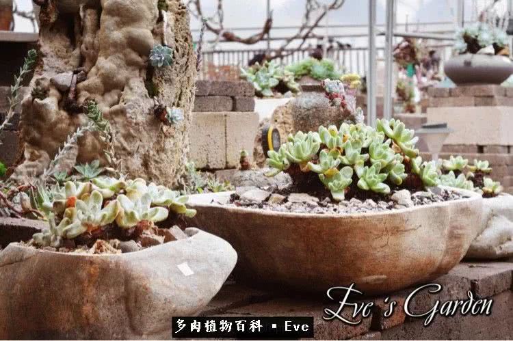 仙女杯多肉植物,拇指仙女杯也叫帕奇飞图吗