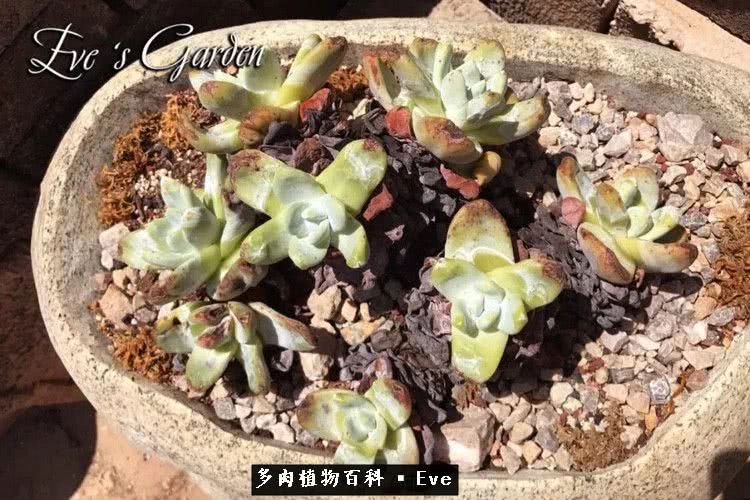 仙女杯多肉植物,拇指仙女杯也叫帕奇飞图吗