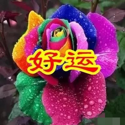 今日父亲节，6朵吉祥的花送给天下所有的父亲，愿你们健康幸福