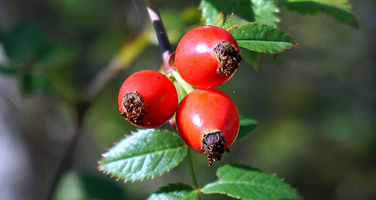 玫瑰果油的功效与作用,玫瑰果油到底有没有用