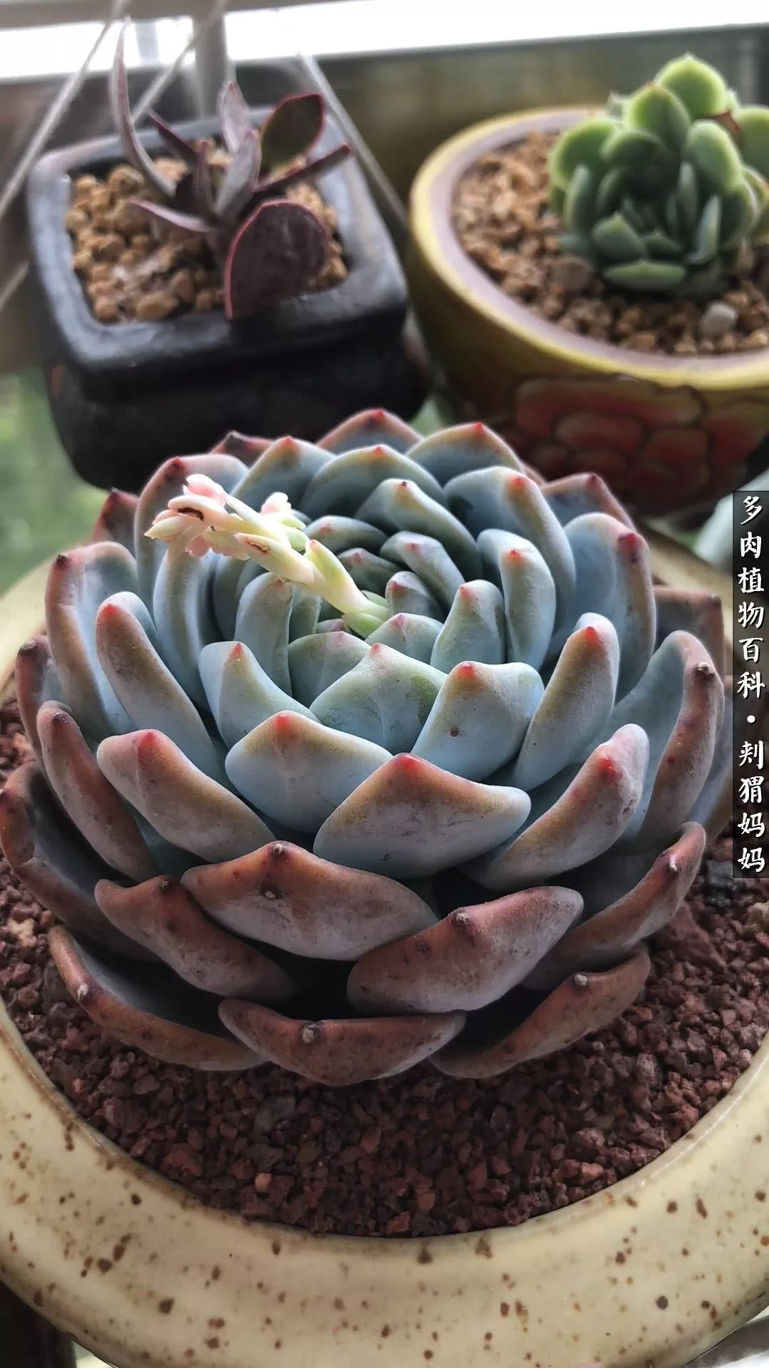 多肉如何度夏的方法,多肉夏天如何度夏