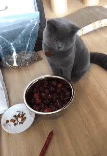 给猫咪吃了樱桃猫咪生气了,猫咪吃樱桃流口水怎么办