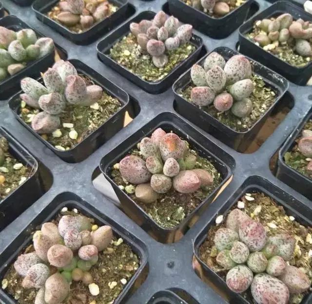 海豹水泡多肉的养护,水泡系列多肉哪些好养活