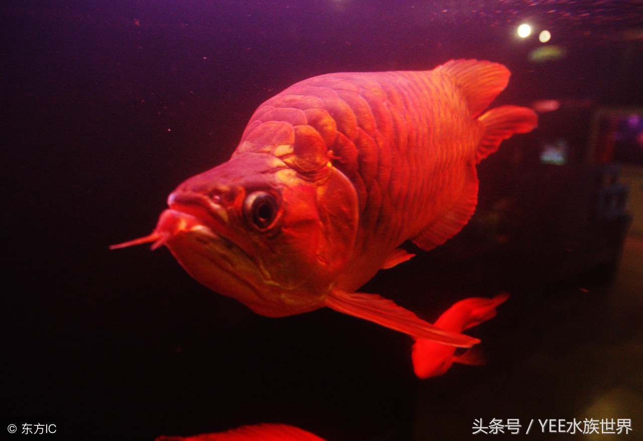 鱼缸水泵循环过滤就可以充氧气吗,鱼缸水泵怎么把脏东西过滤出来