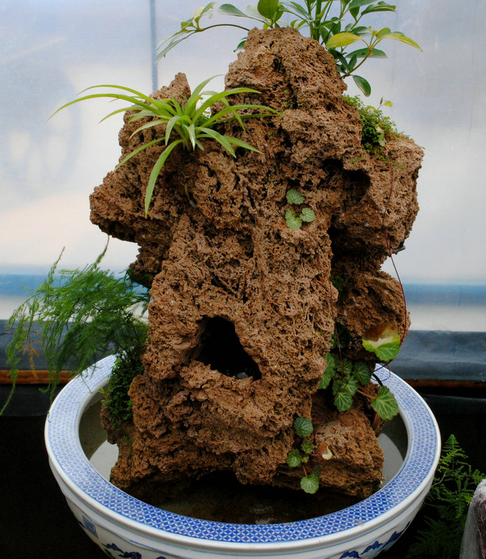 上水石盆景用什么水好,适合种盆景里的点缀