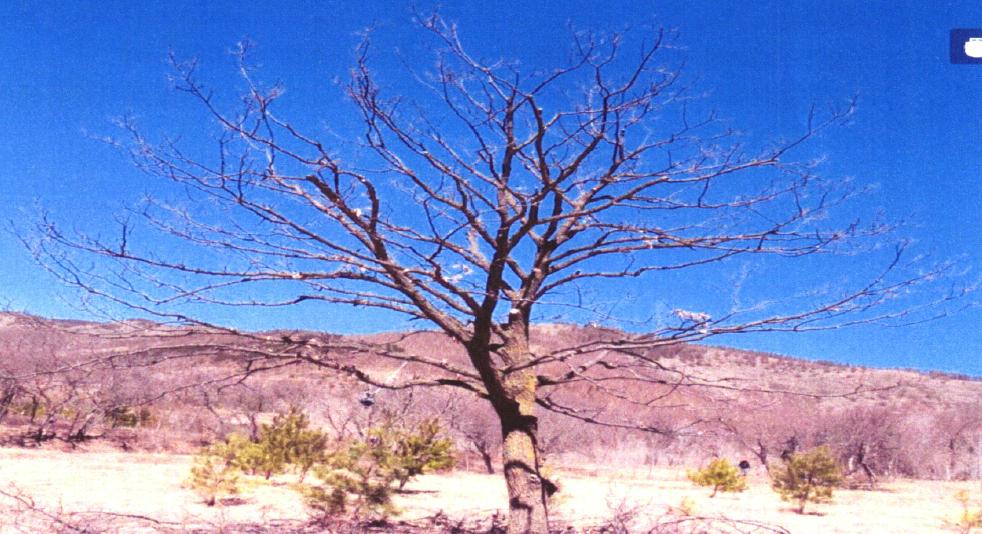 山丁子盆景修剪技巧,赤松景观树怎么修剪