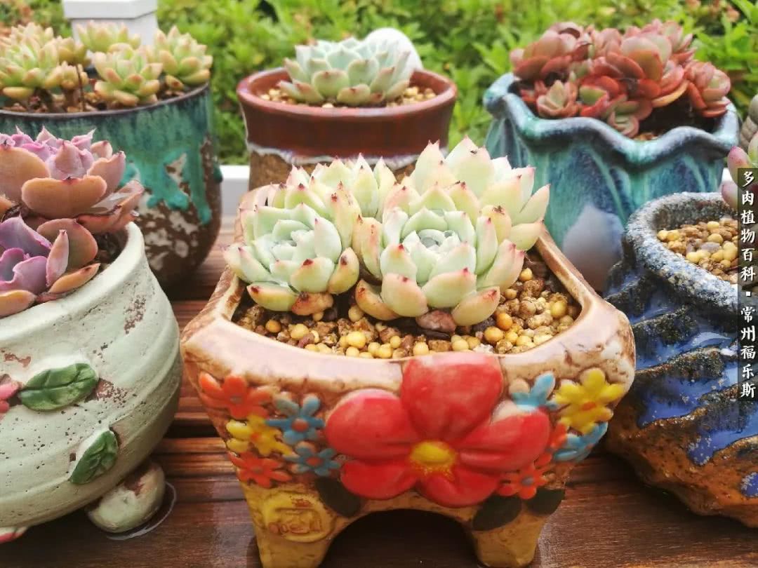 养多肉摒弃焦虑,包邮区不能养的多肉有哪些