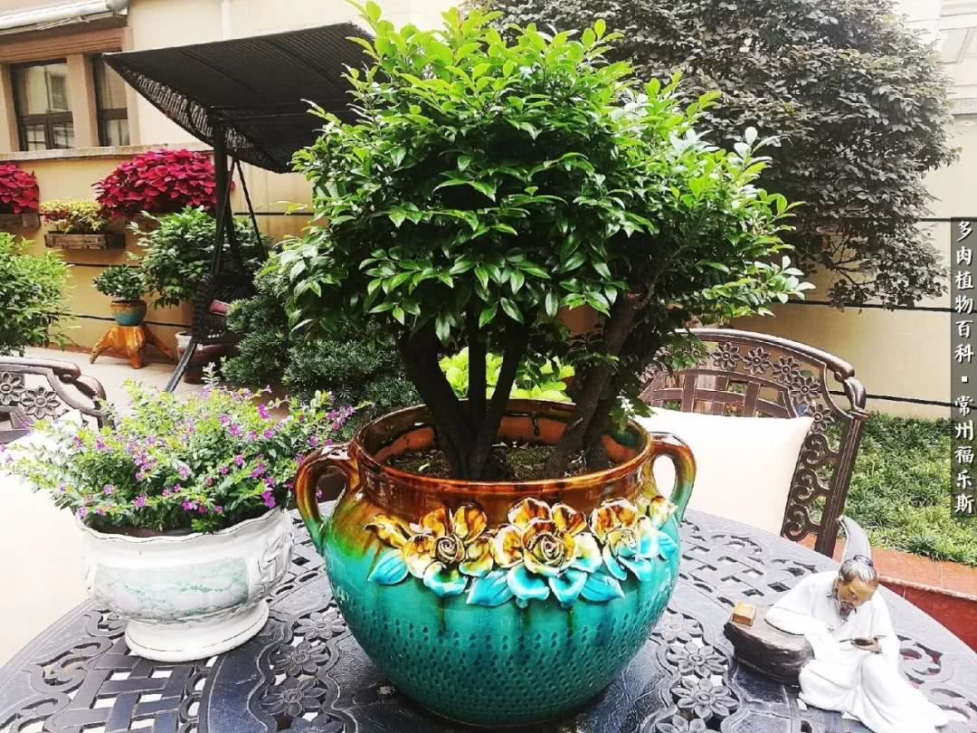 养多肉摒弃焦虑,包邮区不能养的多肉有哪些