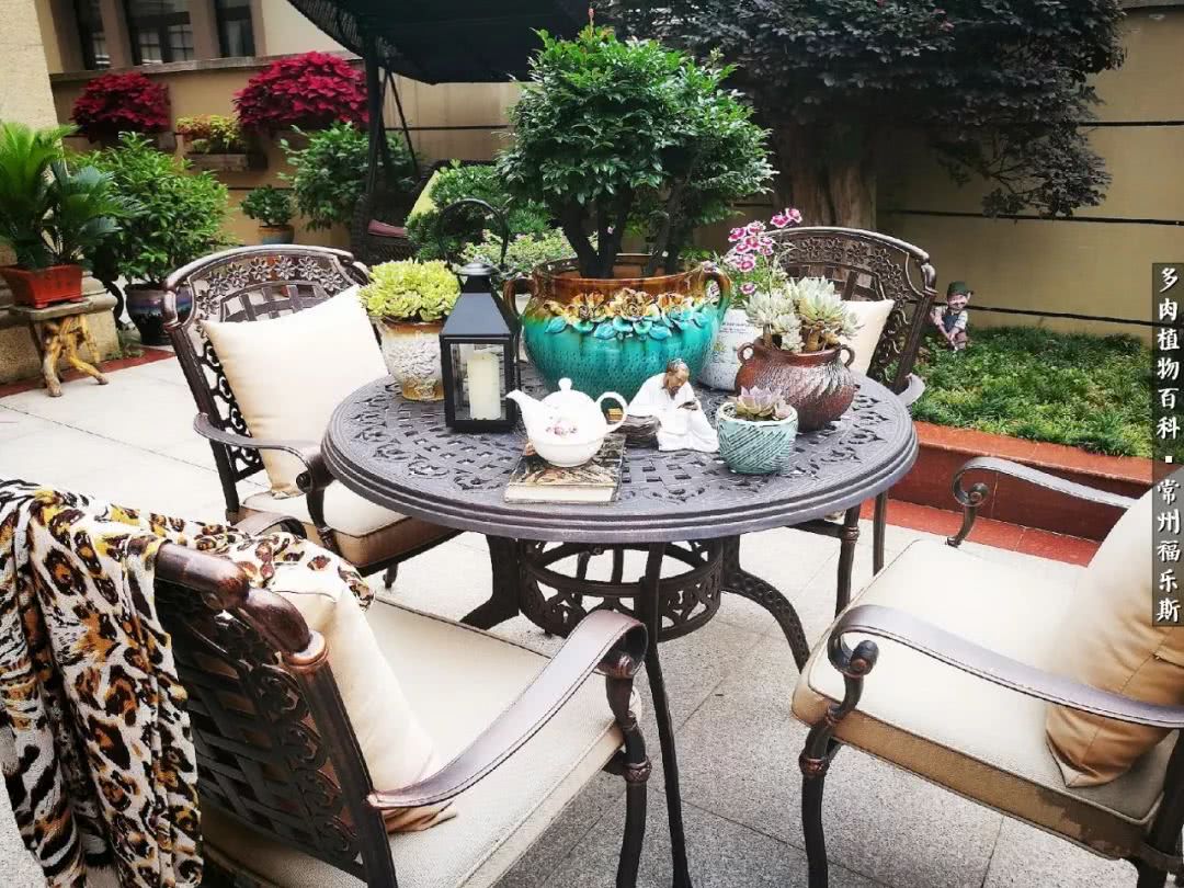 养多肉摒弃焦虑,包邮区不能养的多肉有哪些