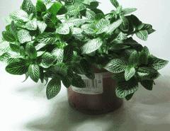 家中摆一盆，大病小病全走光！赶紧收藏！