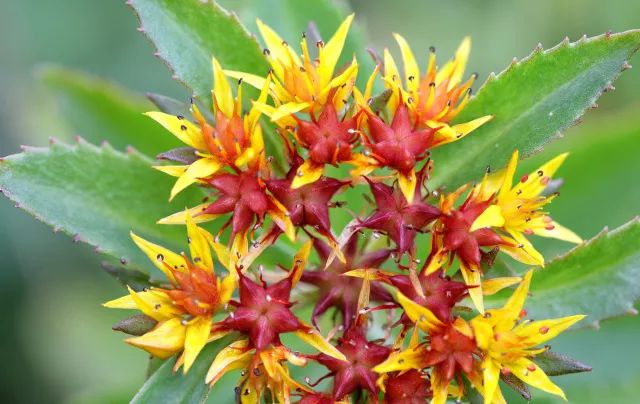 家中摆一盆,大病小病全走光!赶紧收藏!