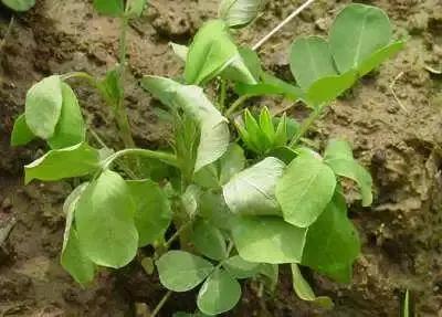 怎么知道花生什么病,看叶子知道树得什么病