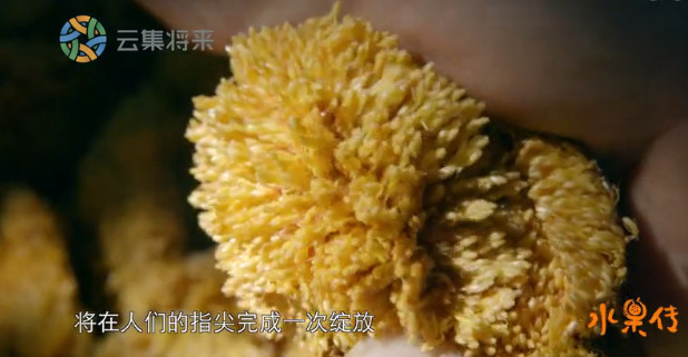 舌尖上的水果世界纪录片,被称为舌尖上的中国后续的纪录片