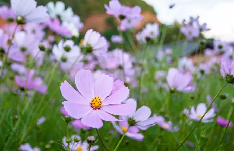 西昌泸沽湖住宿酒店推荐好一点,泸沽湖自由行住宿推荐