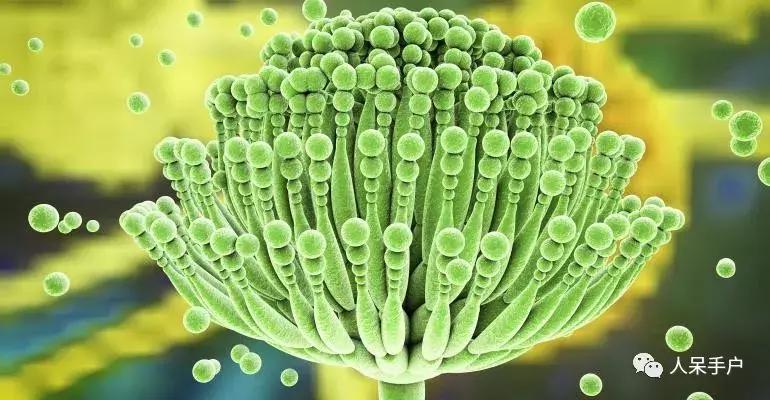 黄曲霉毒素真的有这么可怕吗,黄曲霉素的特点