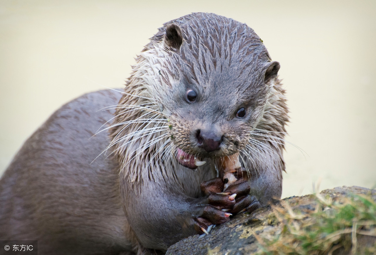 低三下四打工不如回家创业当老板，15种让你致富的养殖推荐