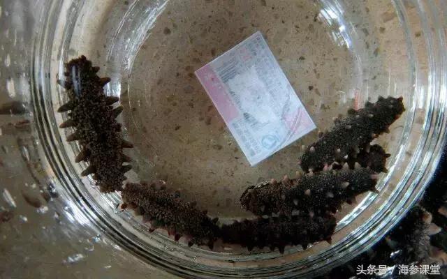 海参怎么泡发海参筋软,海参筋去掉了还有营养价值吗