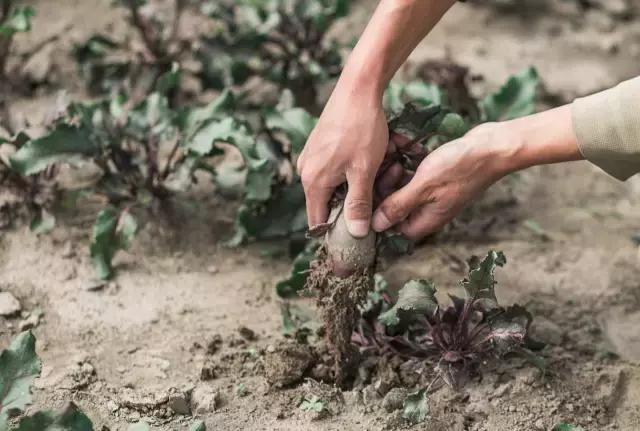 一个辍学生在大理租下23个足球场大的地方，种菜、养牛、建农场