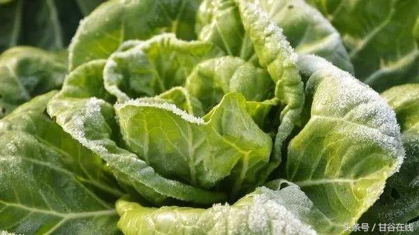 甘谷方言我是甘谷的,甘谷方言土语配音