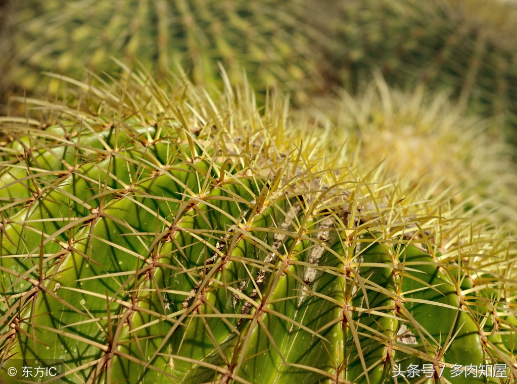 世界杯足球看点,世界杯有看点的比赛