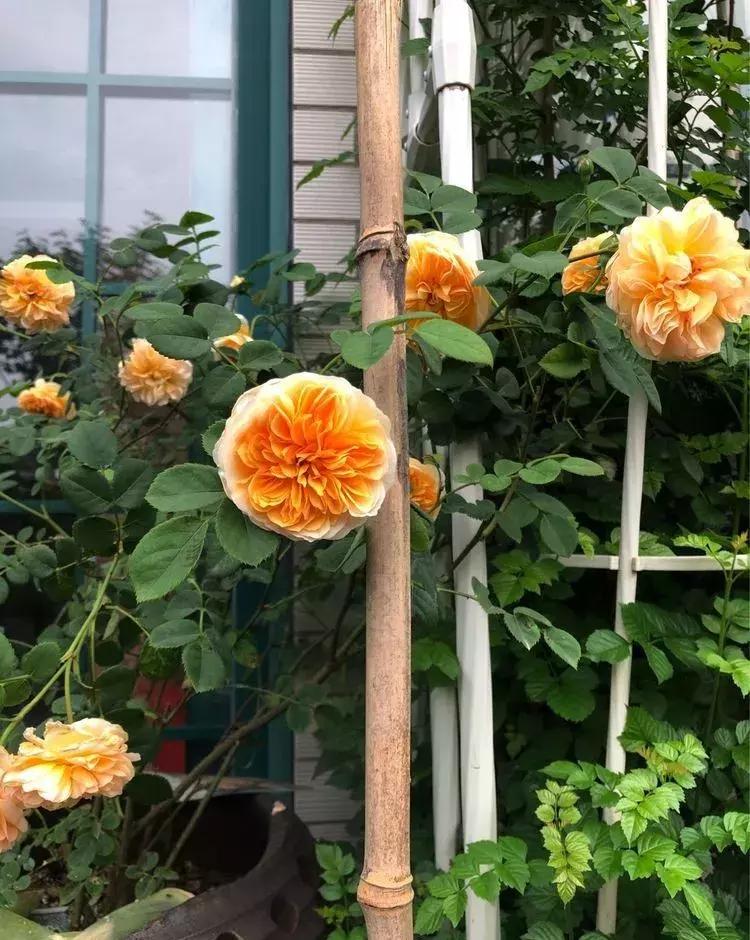 香香的花园自拍杆,香香的花围墙推荐