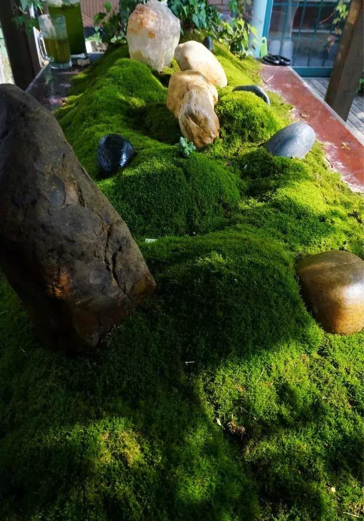 香香的花园自拍杆,香香的花围墙推荐