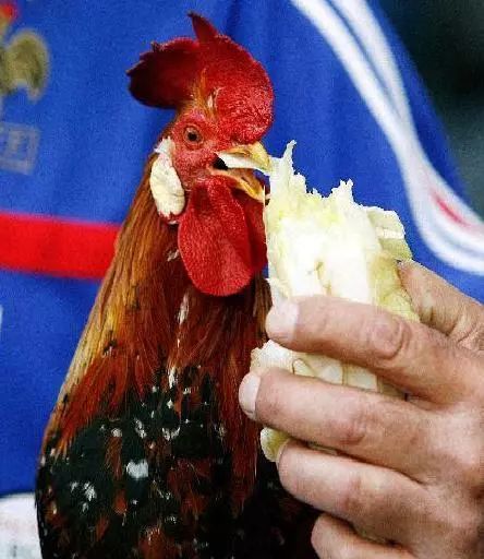 不凭实力凭巫术，这还是足球世界杯的节奏吗？