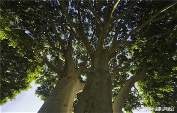 庭院风水植物什么最好,旺宅庭院植物