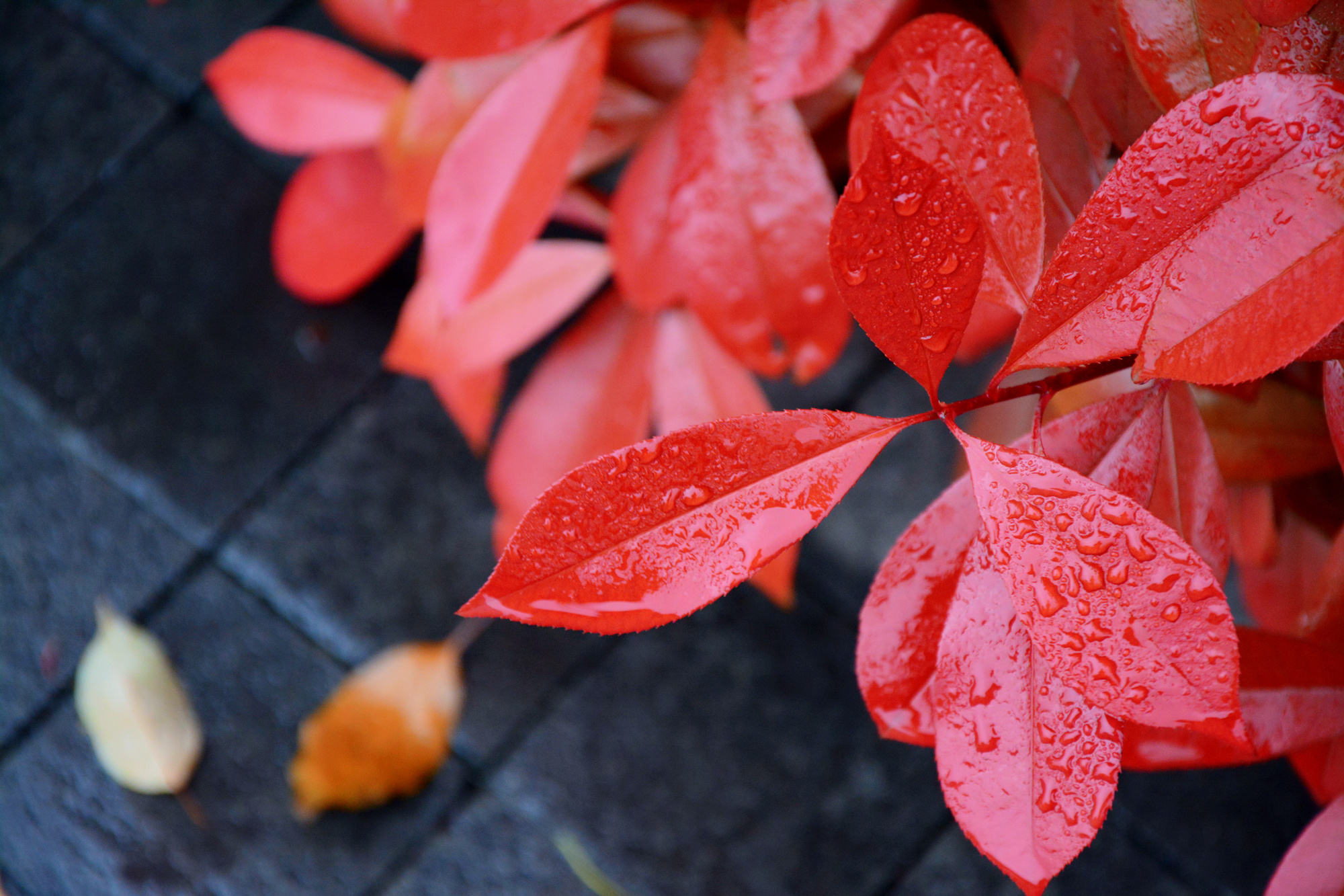 苏州哪里小桥流水人家,苏州少数人知道的好玩地方