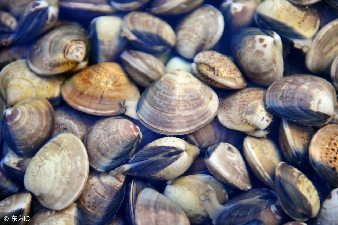 花蛤养殖技术全过程,滩涂养殖花蛤怎么生长快