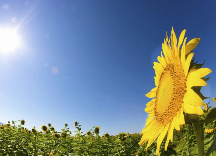 向日葵花语,向日葵花海景区地址