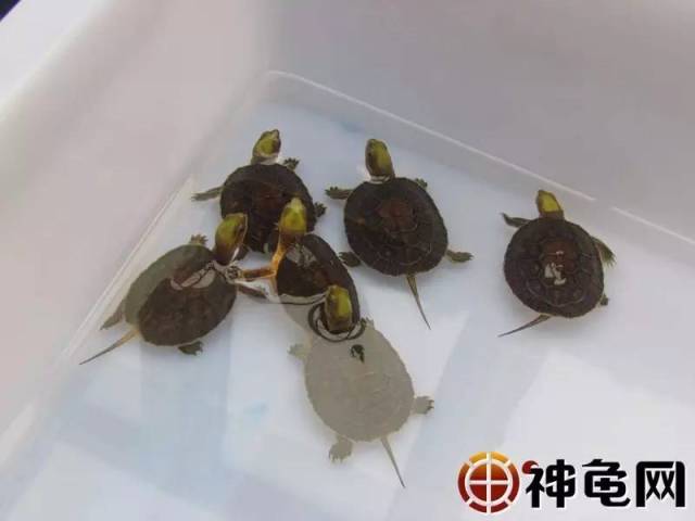 龟苗出壳后,喂食、环境的护理