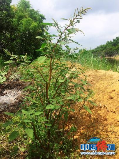 江门人喜欢用来做汤的野菜,广东人煲什么野菜好吃