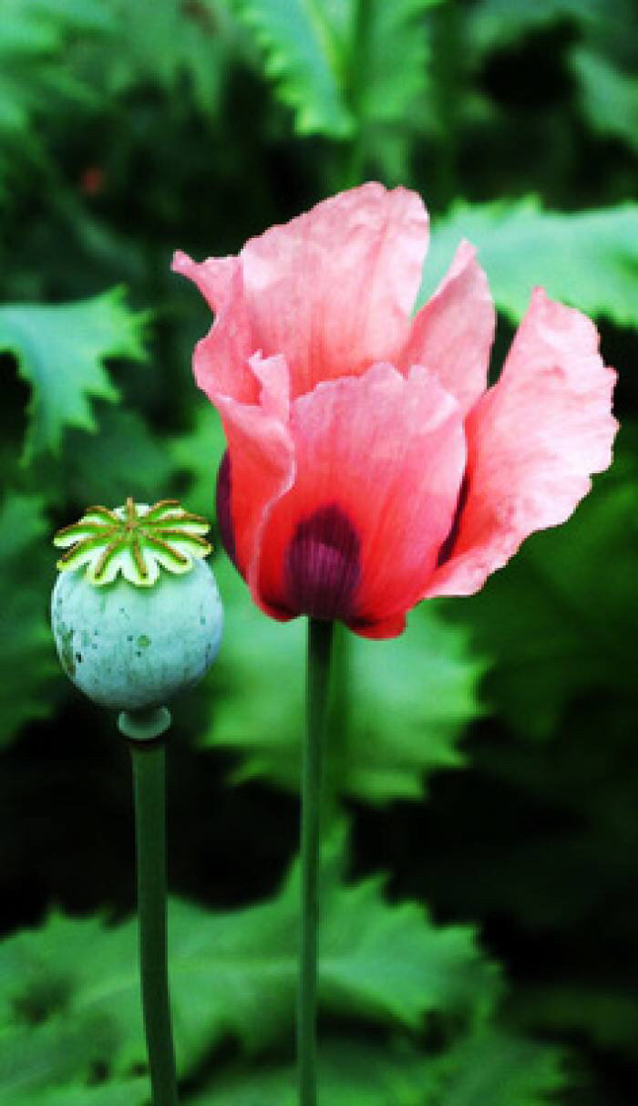 这几种植物会让狗中毒,这几种植物遇见千万要远离